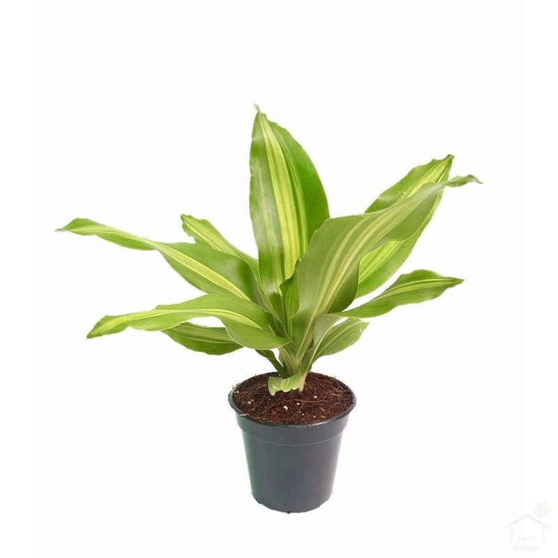 DRACENA-DHARASINGH