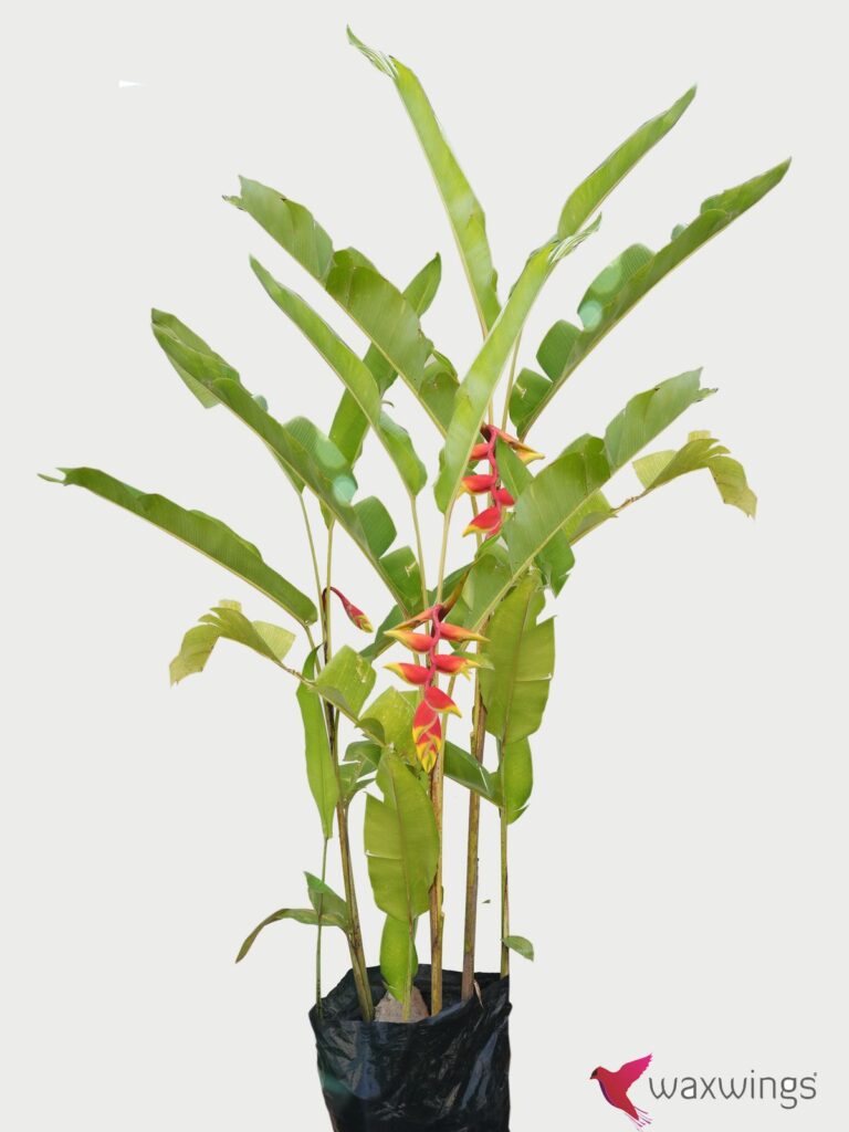 HELICONIA-ROSTRATA