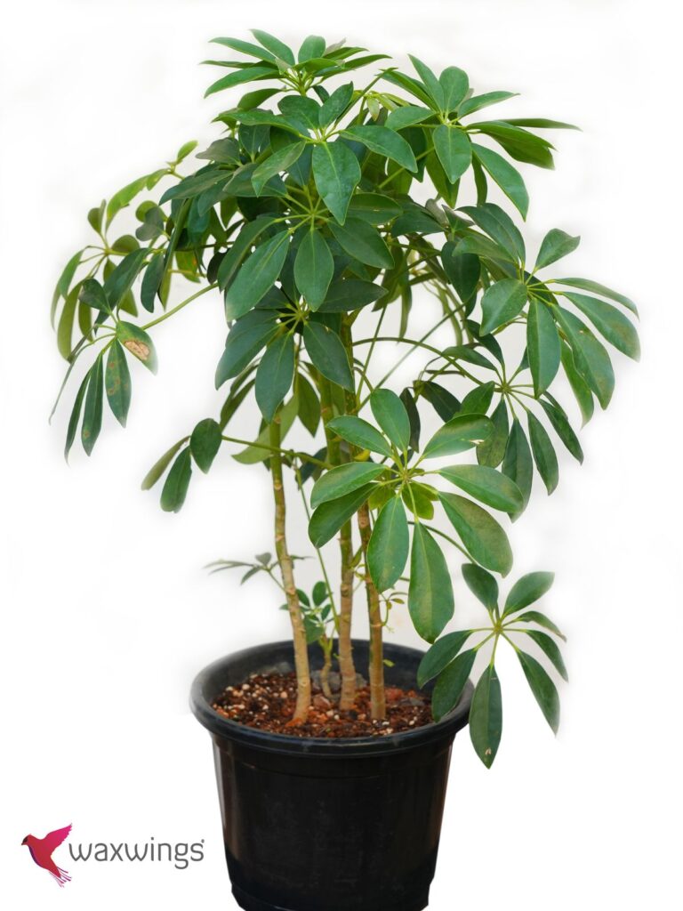 SCHEFFLERA
