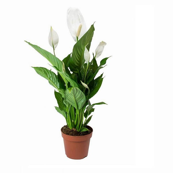 Spathiphyllum