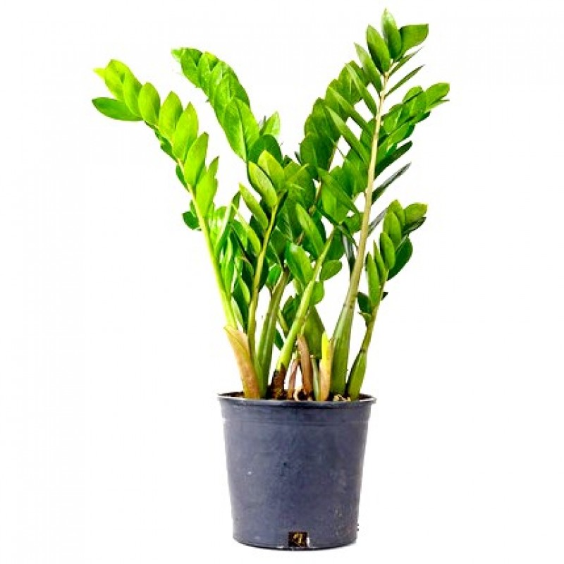 Zamia plant