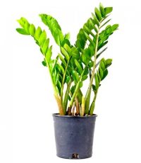 Zamia plant